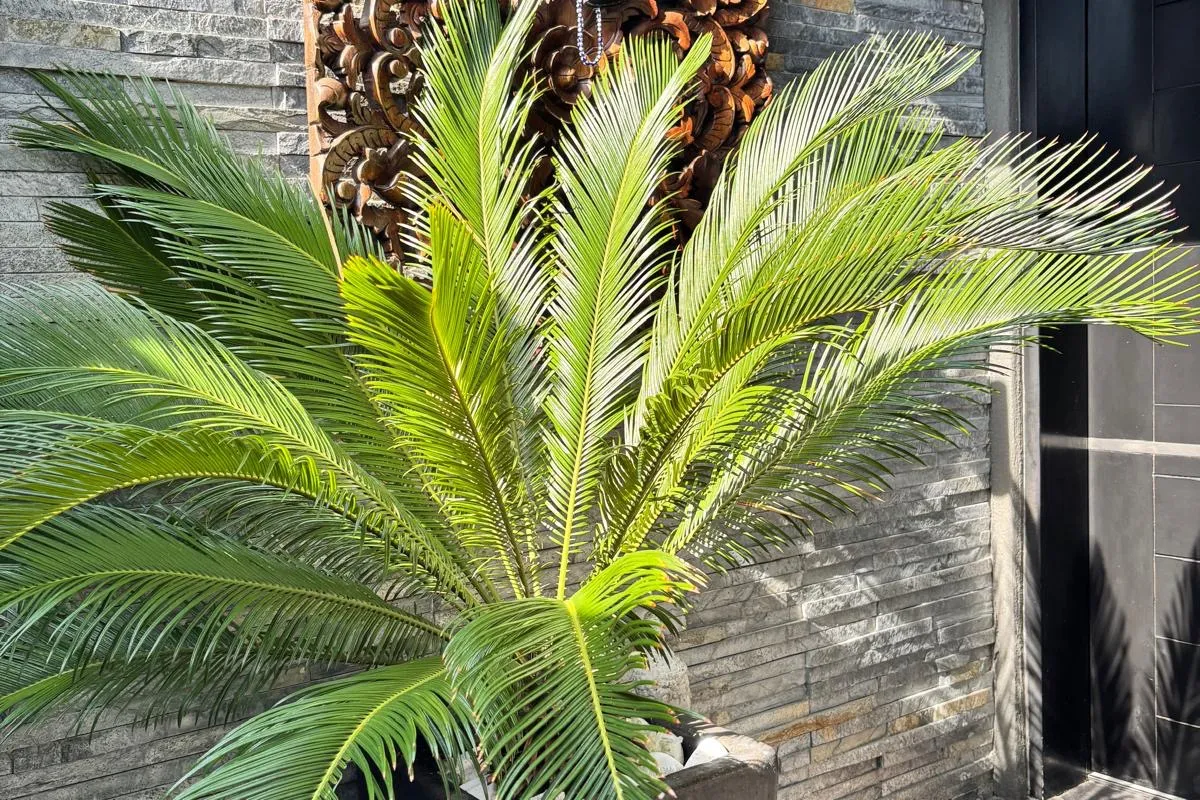 Alana — Cwtch Design